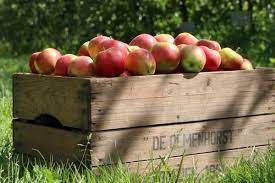 Activieit: Appels plukken Olmenhorst