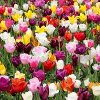 Activieit: Nationale Tulpendag