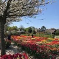 Activieit: Hortus Bulborum